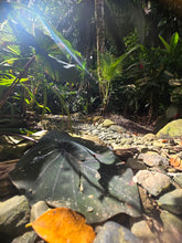 Gotas de ensueño