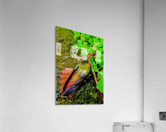 2480635 :: Acrylic Print