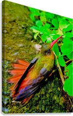 2480635 :: Giclée Stretched Canvas Print