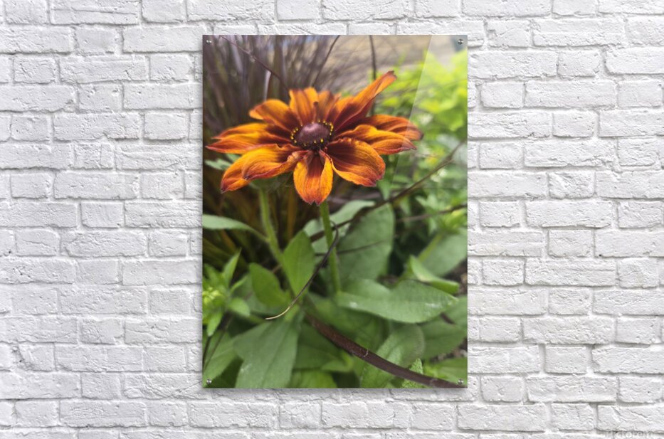 Acrylic Print