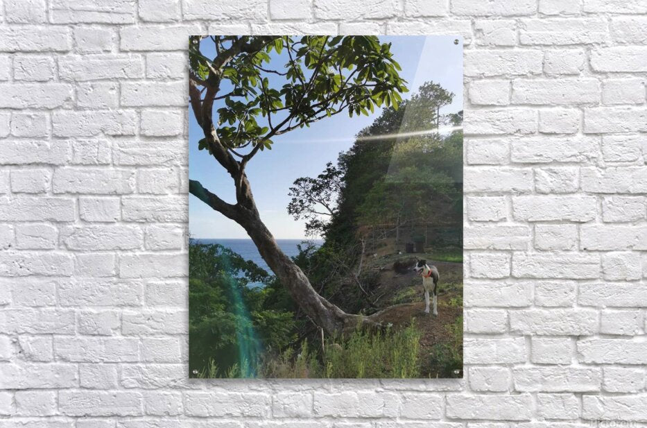 Acrylic Print