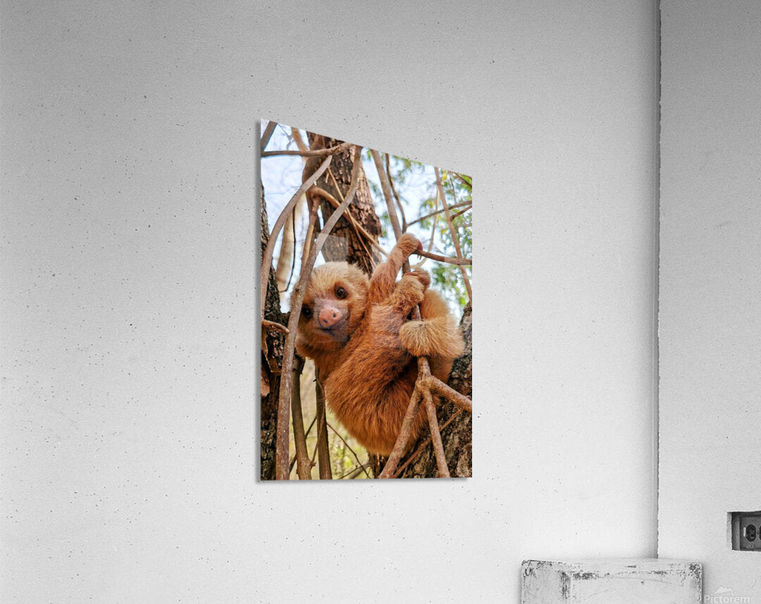 2441431 :: Acrylic Print