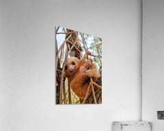 2441431 :: Acrylic Print