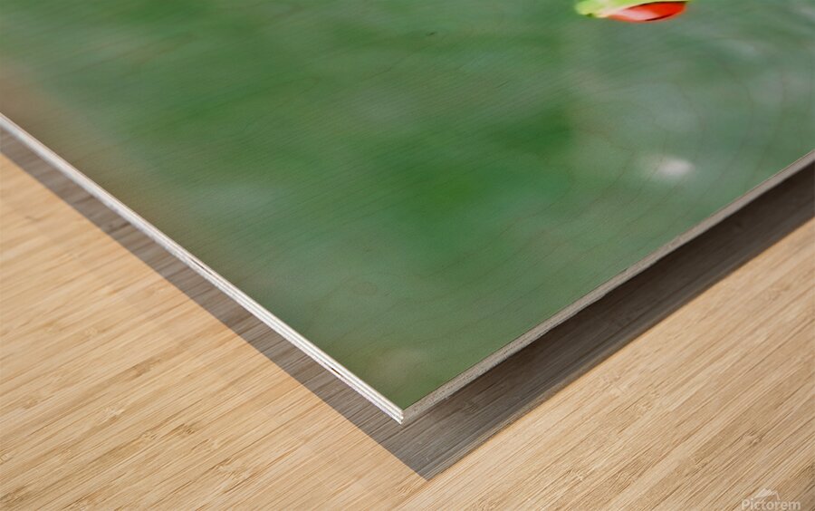 2466051 :: Wood Print