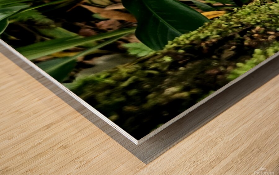2470978 :: Wood Print